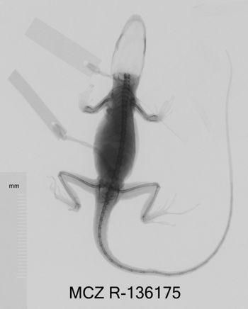 Media type: image;   Herpetology R-136175 Aspect: dorsoventral x-ray